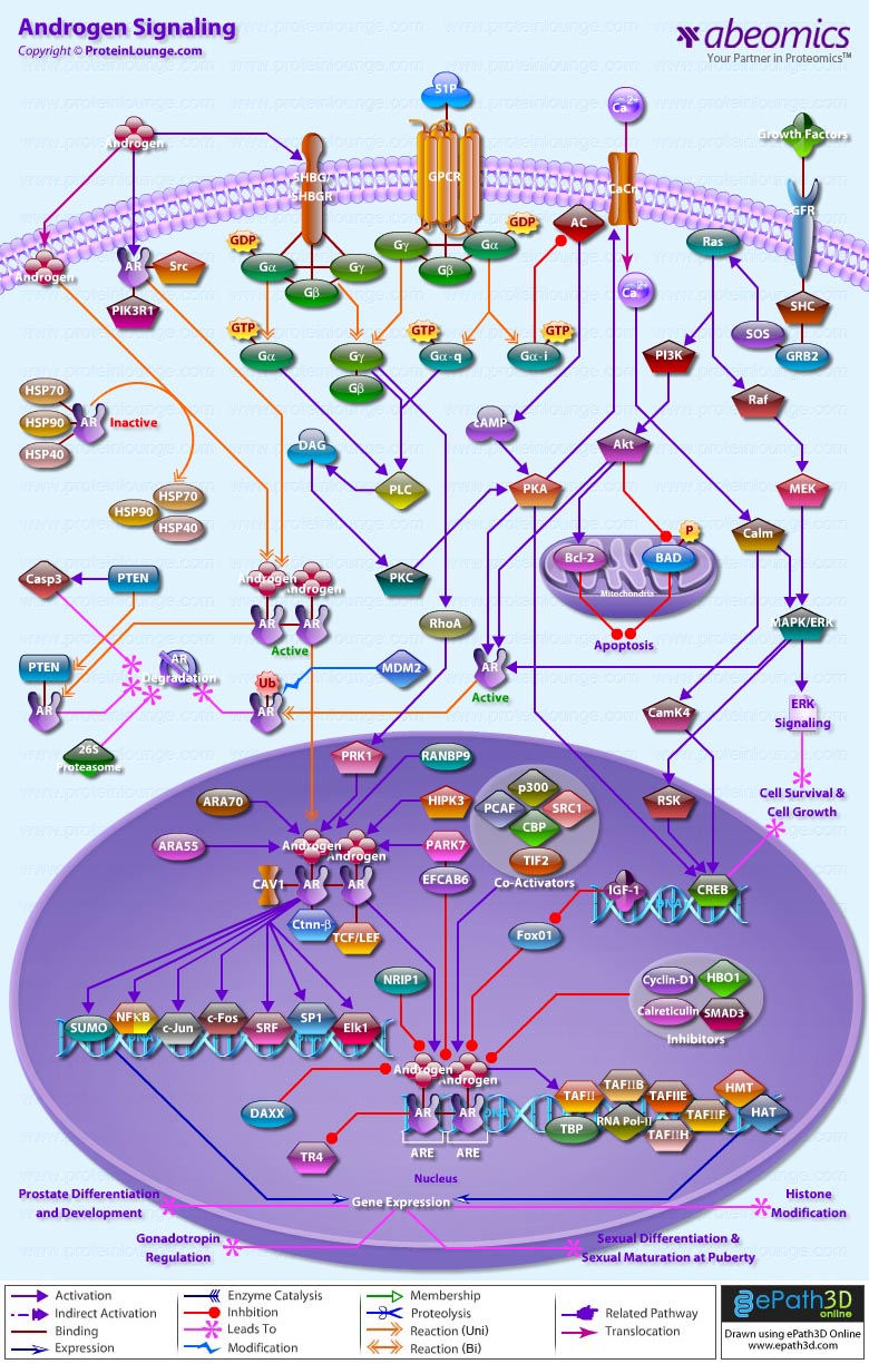 Androgen Signaling